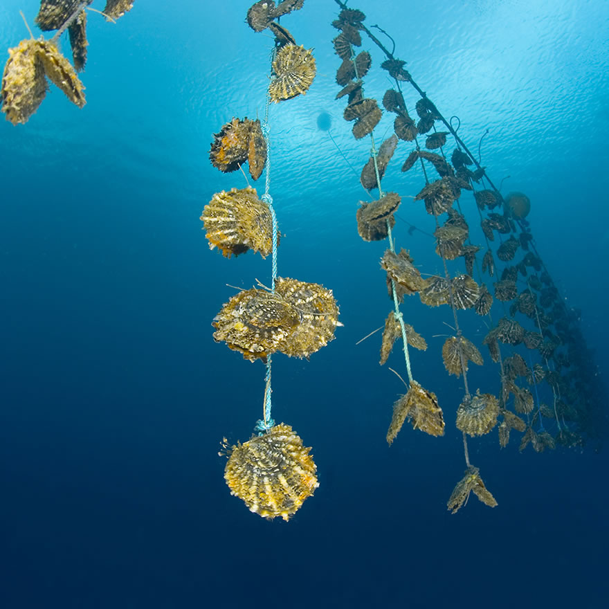 Oyster farms in the sea around Fiji.